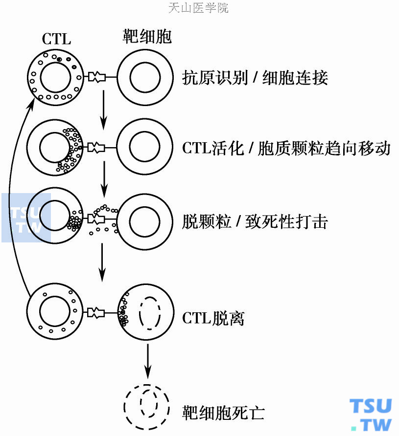  CTL攻击靶细胞的过程