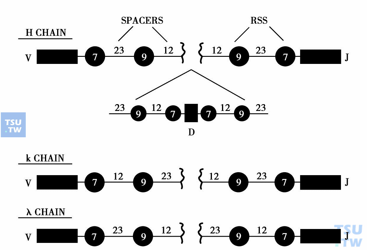  重排信号序列与七碱基序列、无名区相间隔的序列示意
