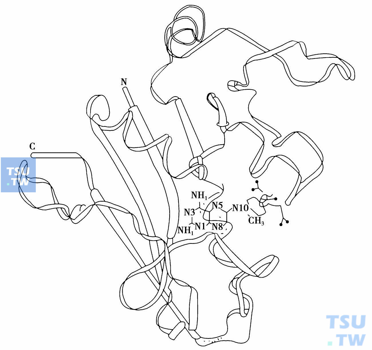  甲氨蝶呤与二氢叶酸还原酶结合模拟图