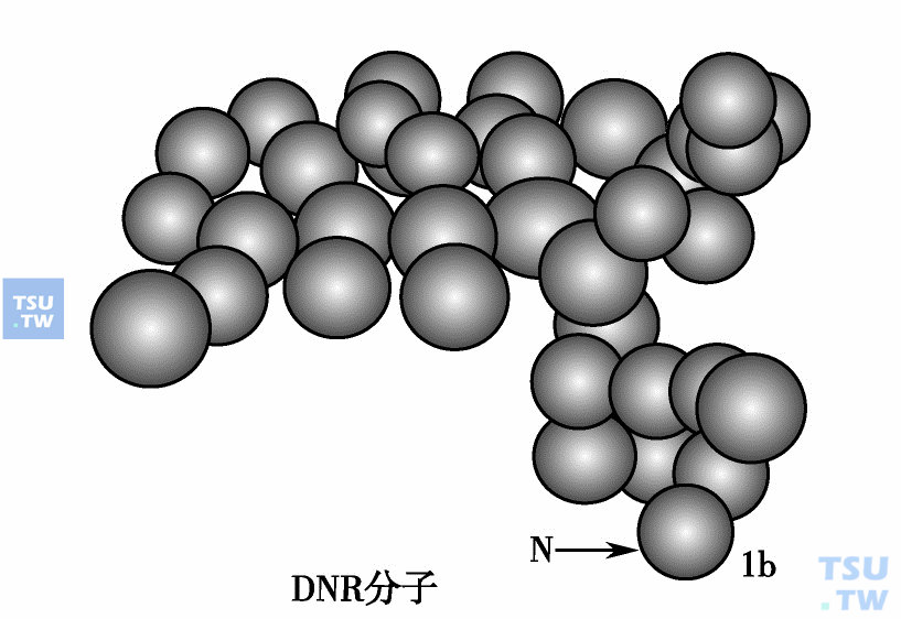  DNR分子模型