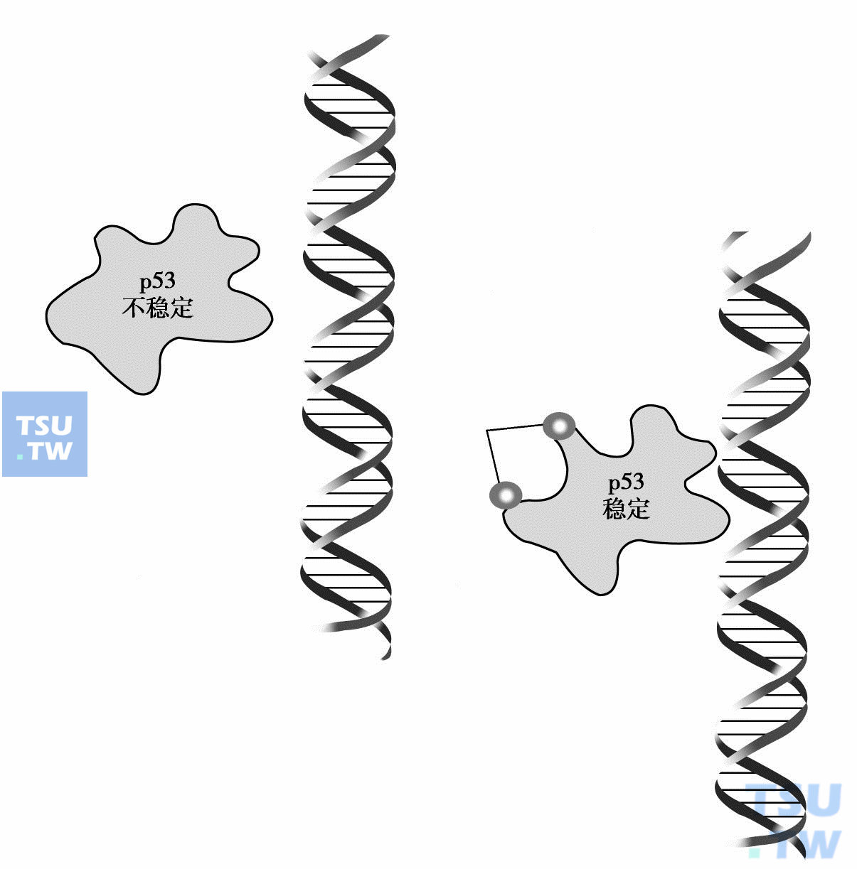  p53与DNA结合示意图