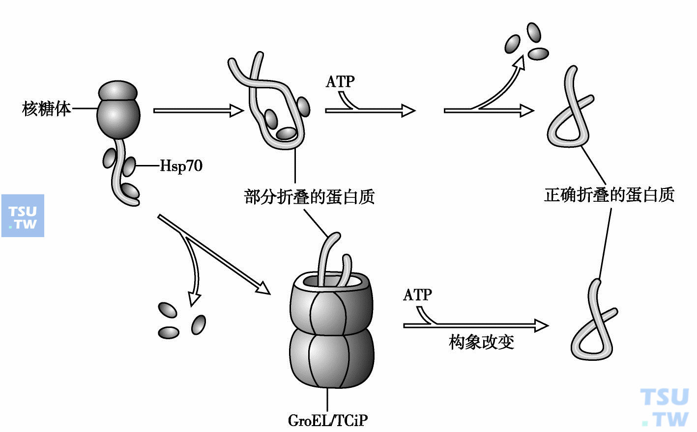  伴侣分子介导蛋白质折叠