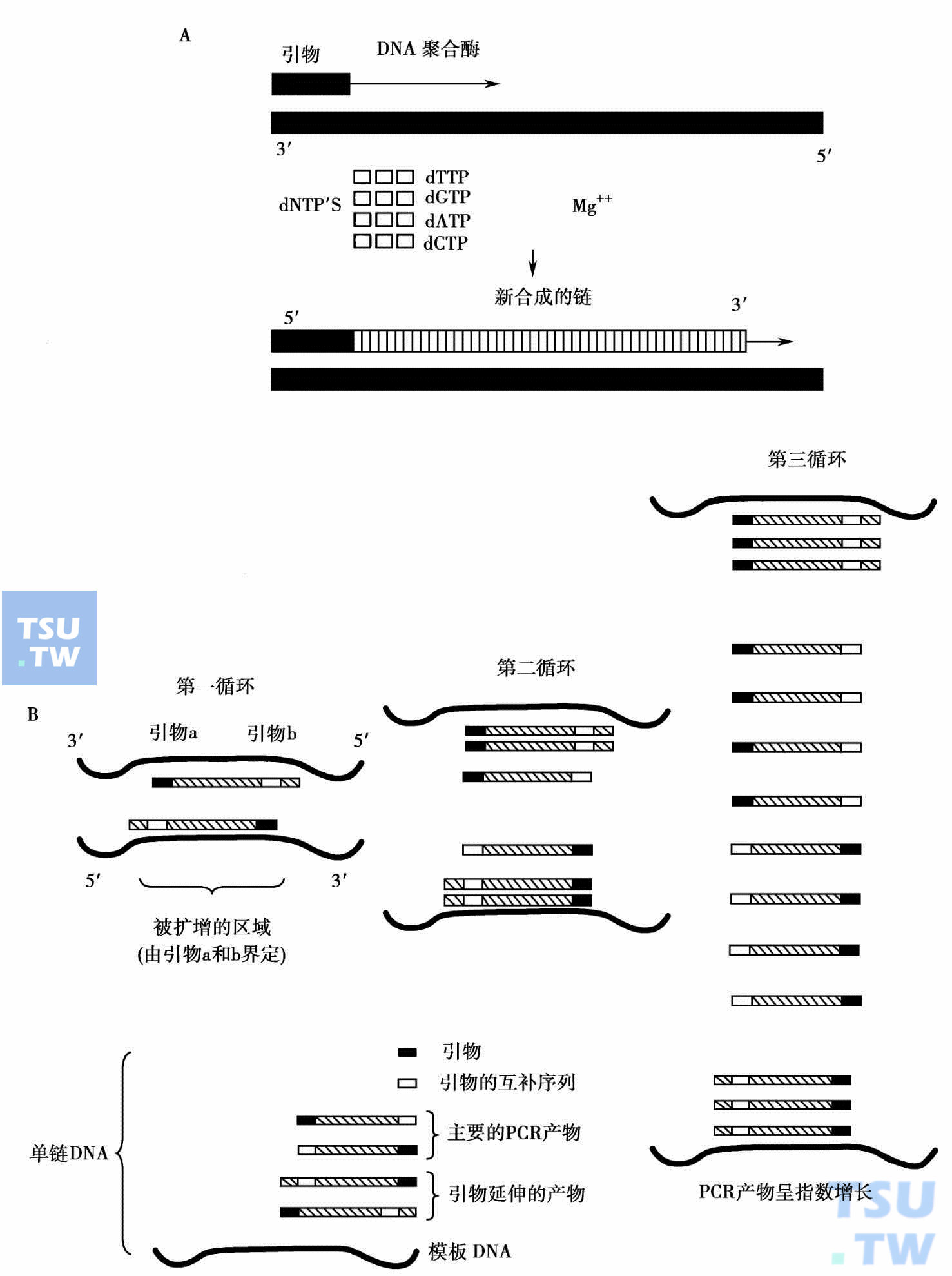  PCR扩增原理：A. DNA聚合酶以互补链为模板延伸引物；B. PCR扩增示意图