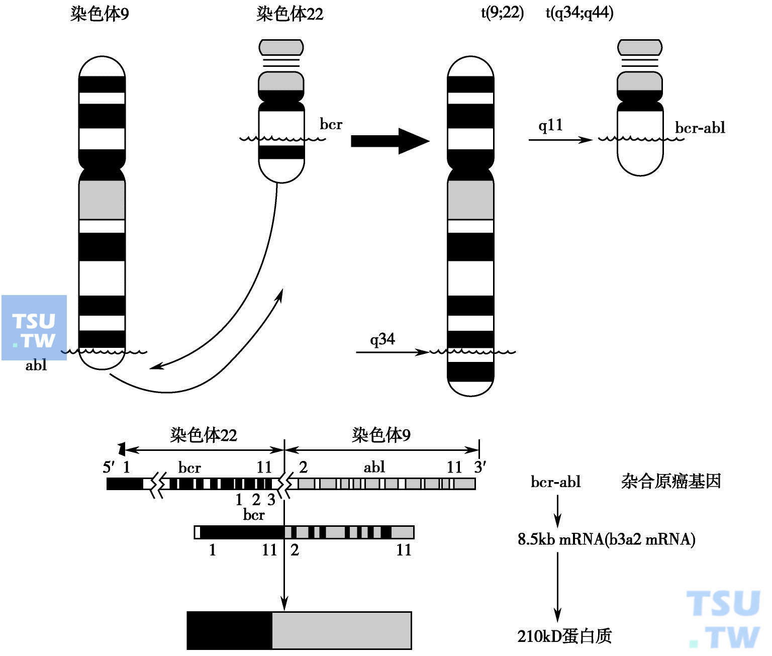  CML ph1染色体及其异常表达产物