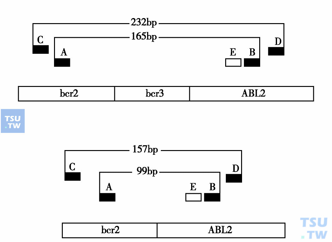  巢式PCR检测bcr/ABL引物与探针的位置及产物的长度：A、B、C、D.表示引物；E.表示探针