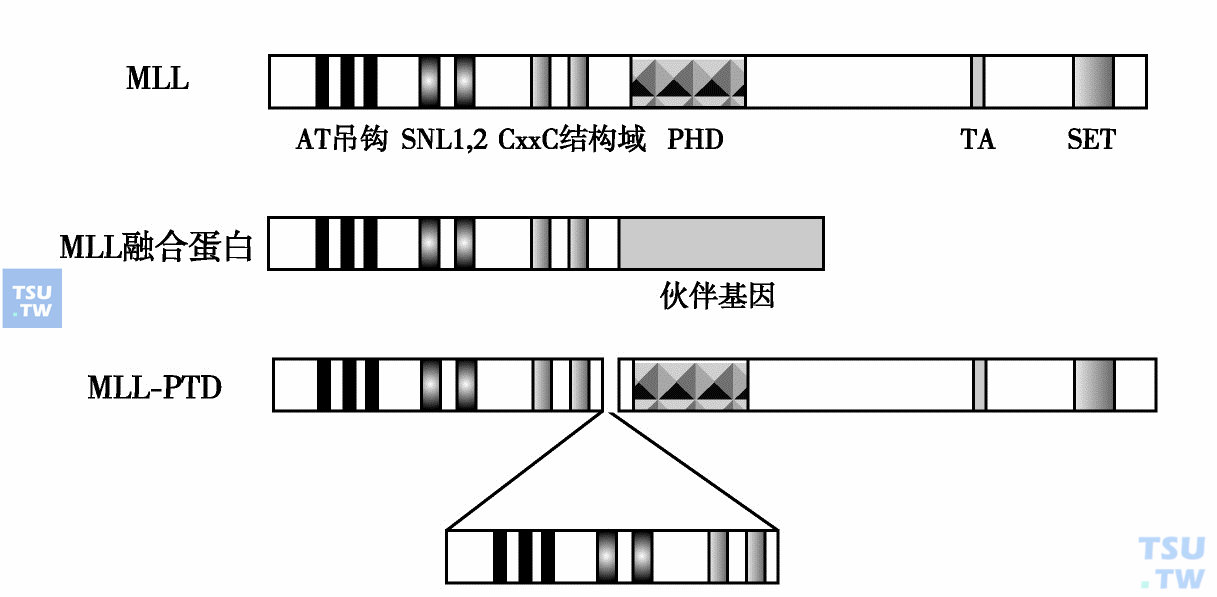  常见的MLL融合基因的断裂、融合位点和MLL内部串联重复突变结构