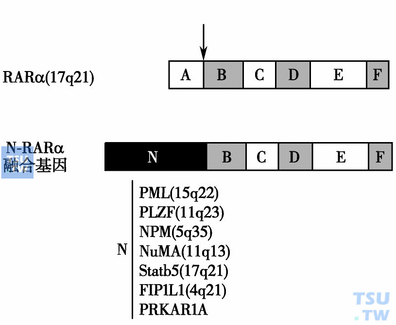  RARα的功能结构域及其7种易位类型的融合基因结构