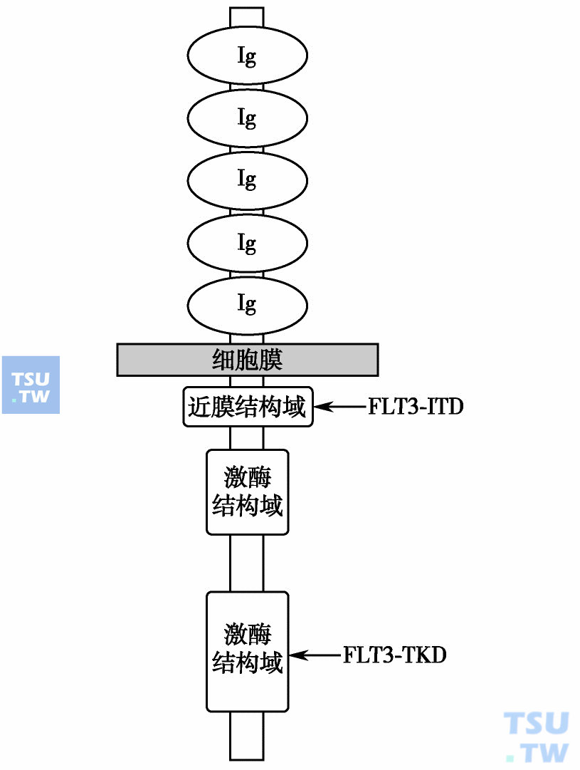  FLT3基因结构域及FLT3-ITD、FLT3-TKD突变结构域
