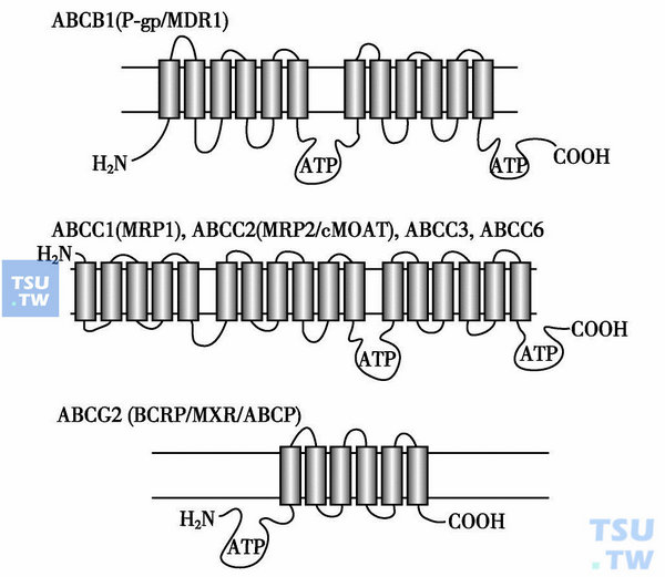  图1　部分ABC转运蛋白结构模式图