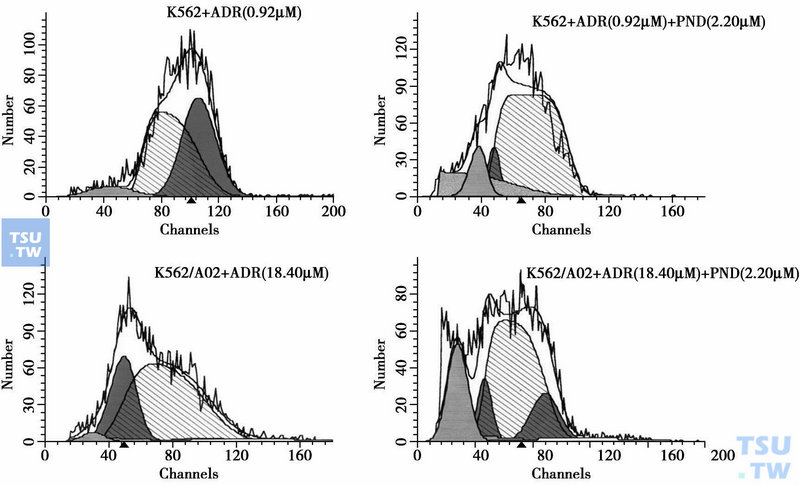  图2　PND对ADM诱导K562和K562/A02细胞凋亡的影响