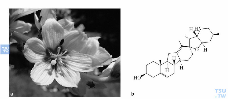  百合科植物加州藜芦（veratrum californicum）（a）和环帕敏（cyclopamine）（b）