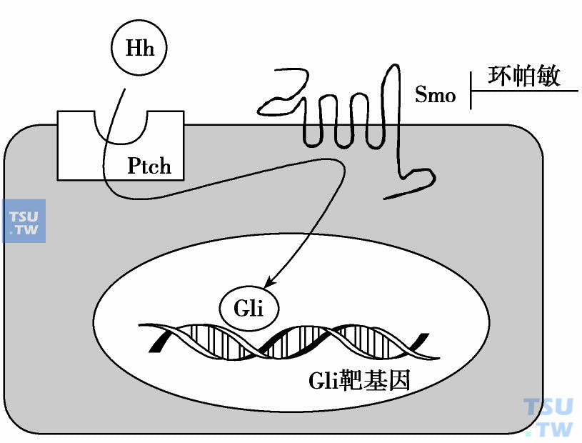  细胞内蛋白Smoothened（Smo）特异地抑制生长因子家族Hedgehog（Hh）途径的活化途径