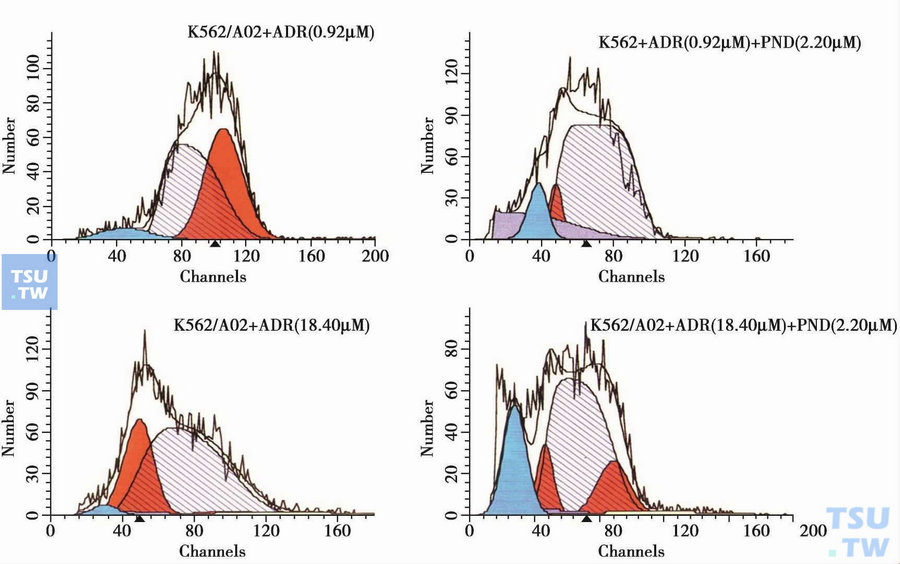  PND对ADM诱导K562和K562/A02细胞凋亡的影响