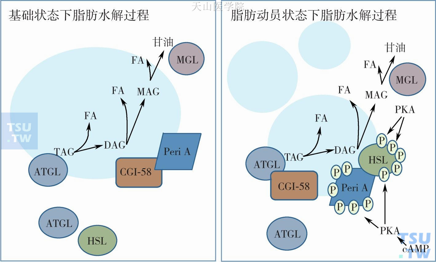 LMF/ZAG脂肪动员分子生物学通路及作用特点