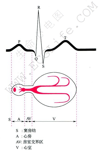 心电图波的构成和基本波形