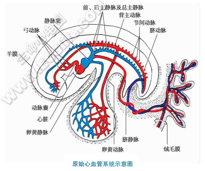 原始心脏早期血管的发生形成到心血管系统的建立
