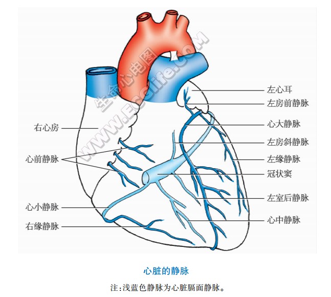 心脏静脉的结构组成与分布
