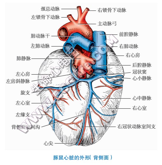豚鼠的心脏形状、结构