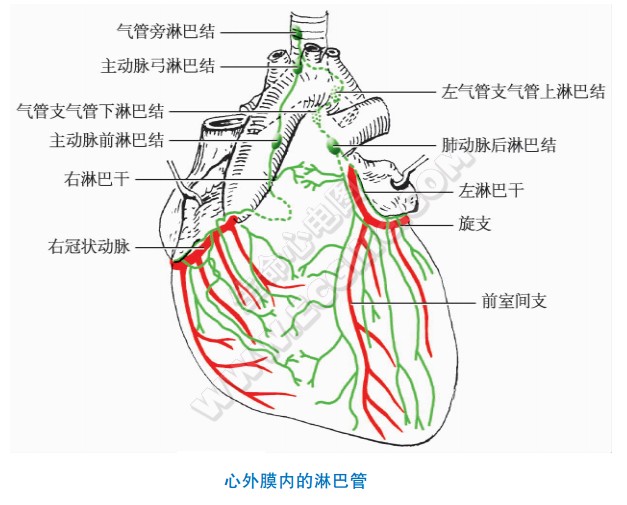 淋巴引流：心壁内的淋巴管、心脏的淋巴流向