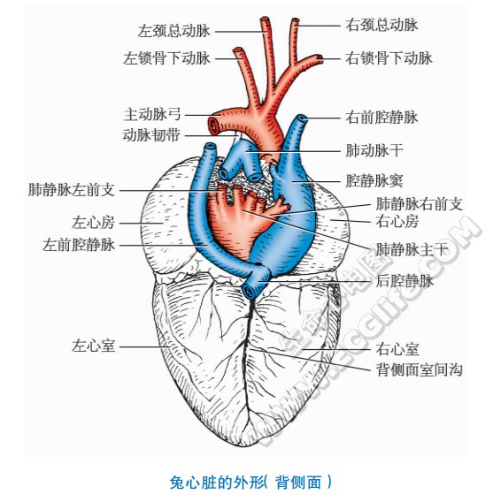 兔子的心脏形状、结构