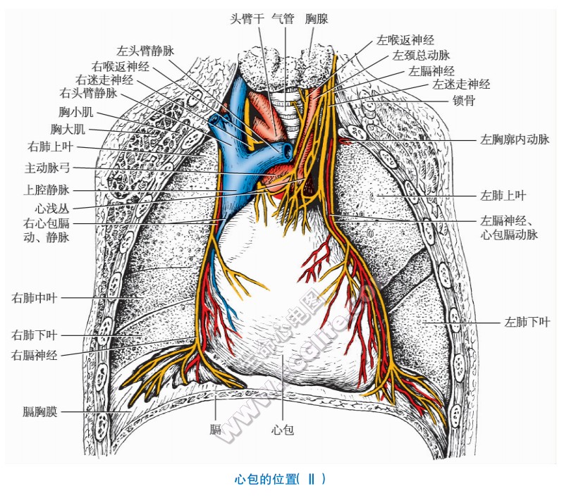 心包：分部和心包腔解剖图解