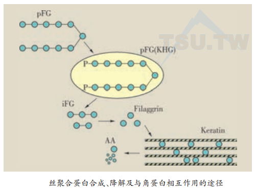 丝聚合蛋白（Filaggrin）