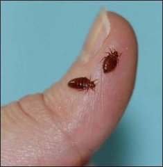 臭虫（床虱）叮咬及引起的皮肤反应：臭虫痒症
