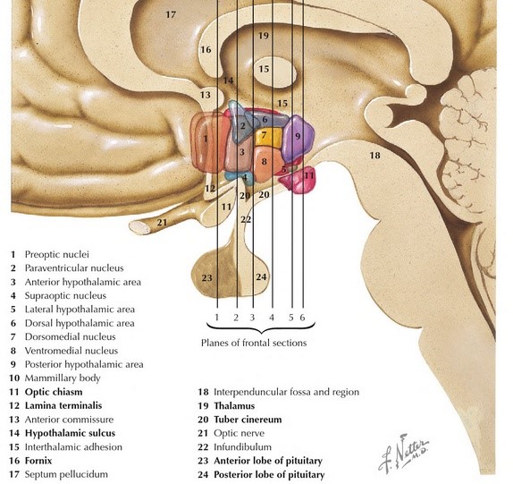 下丘脑的发生与性分化、神经细胞分类与内分泌功能