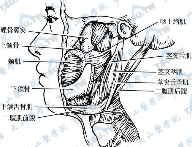 前界为翼下颌韧带及下颌下腺上缘;后为椎前筋膜.