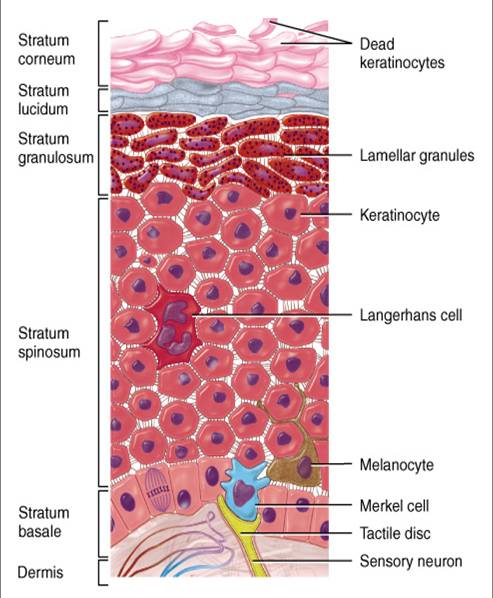 表皮超微结构：人表皮角质形成细胞