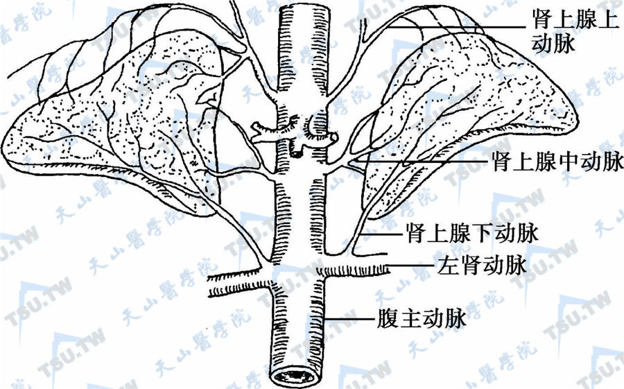 肾上腺解剖学：位置、血管、结构解读