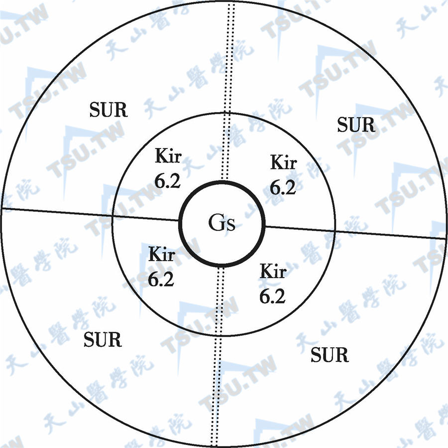  SUR/Kir6.2钾通道的结构模型