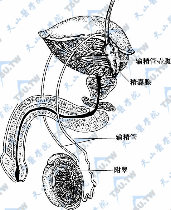 输精管的形状、结构、血管、淋巴管和神经
