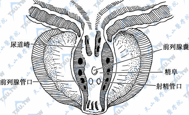 男性尿道局部解剖：尿道结构、组织、腺体、功能、血管