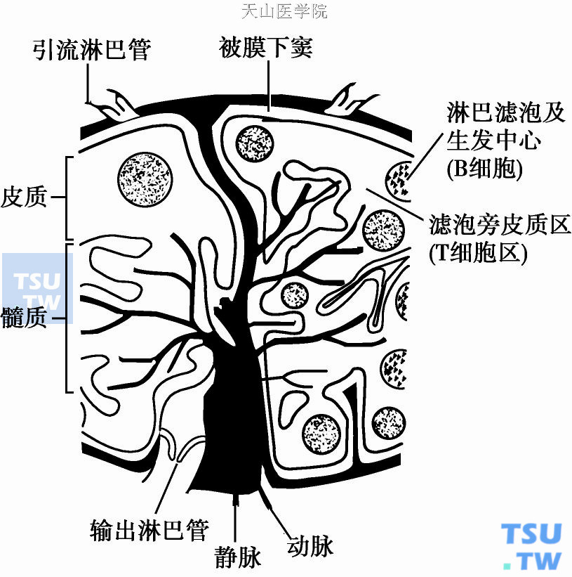  淋巴结的组织结构