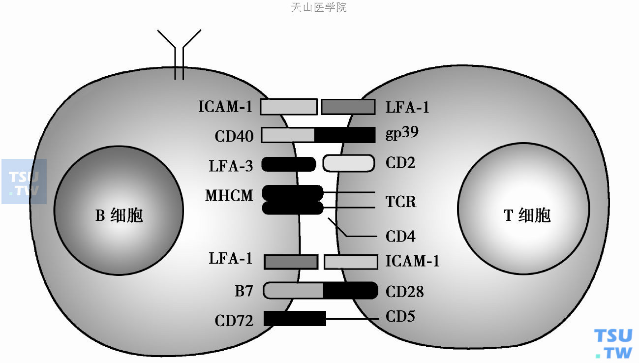  T细胞和B细胞相互作用的分子