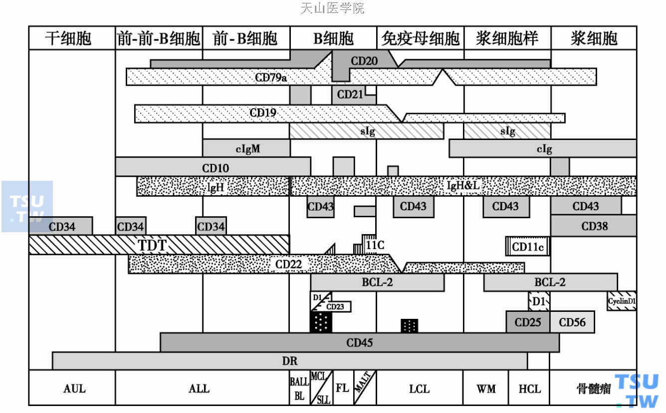  正常B淋巴细胞分化模式图和相对应的B细胞淋巴瘤