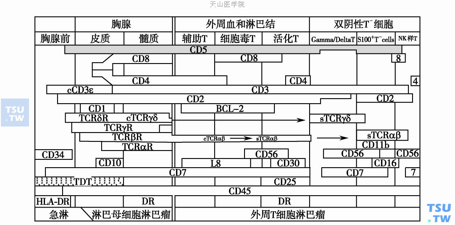  正常T淋巴细胞分化模式图和相应的T细胞淋巴瘤