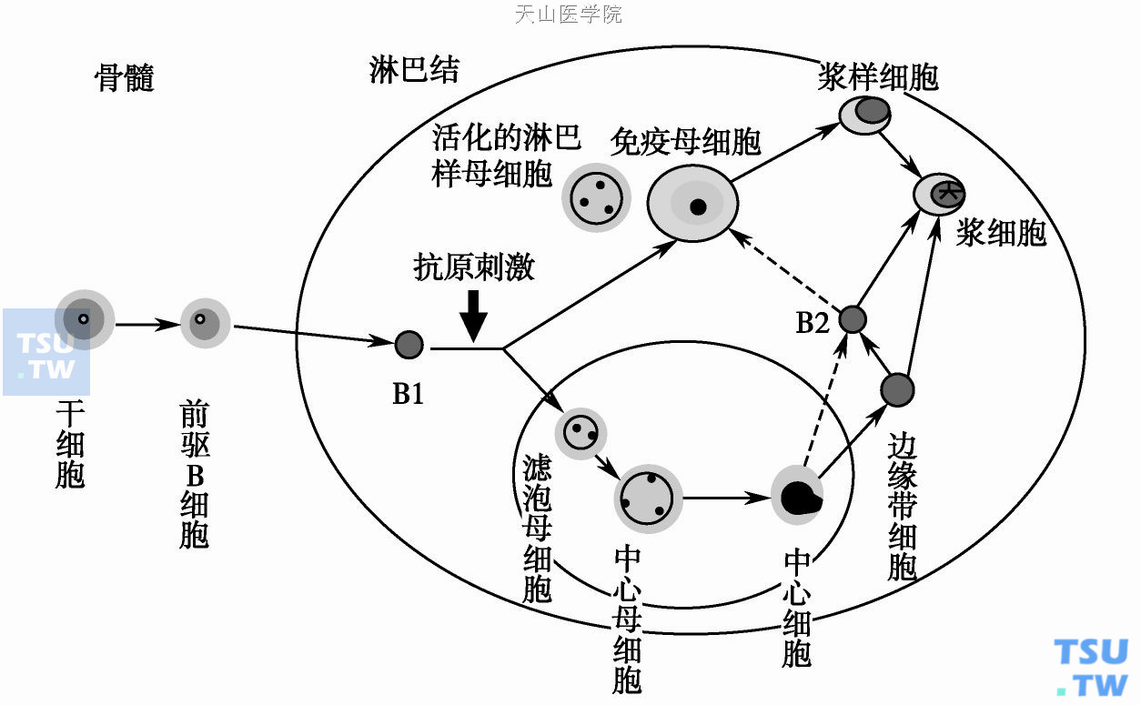  B细胞发育转化示意图；B1：套细胞；B2：记忆细胞