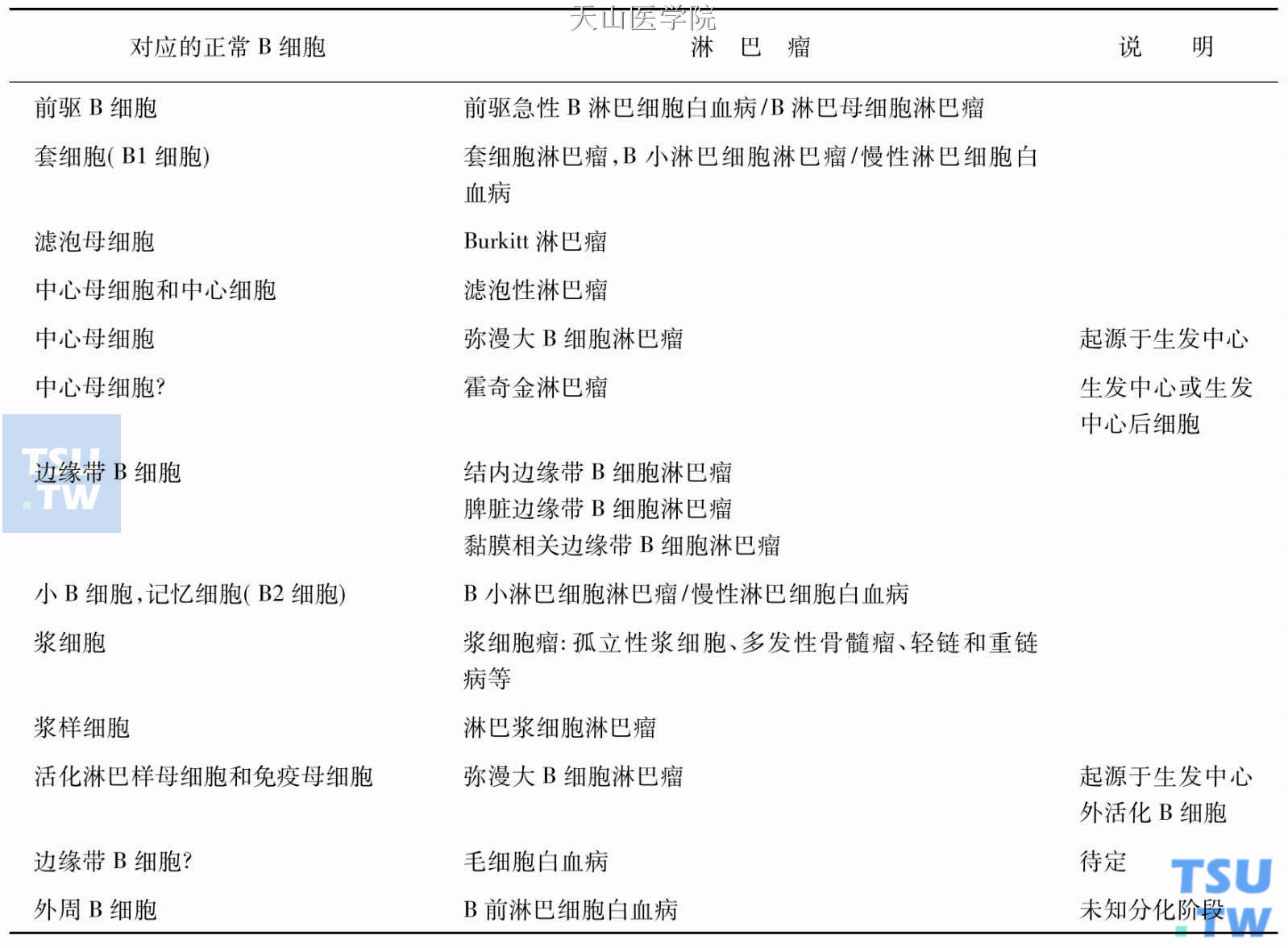 B细胞淋巴瘤对应的正常分化阶段的B细胞