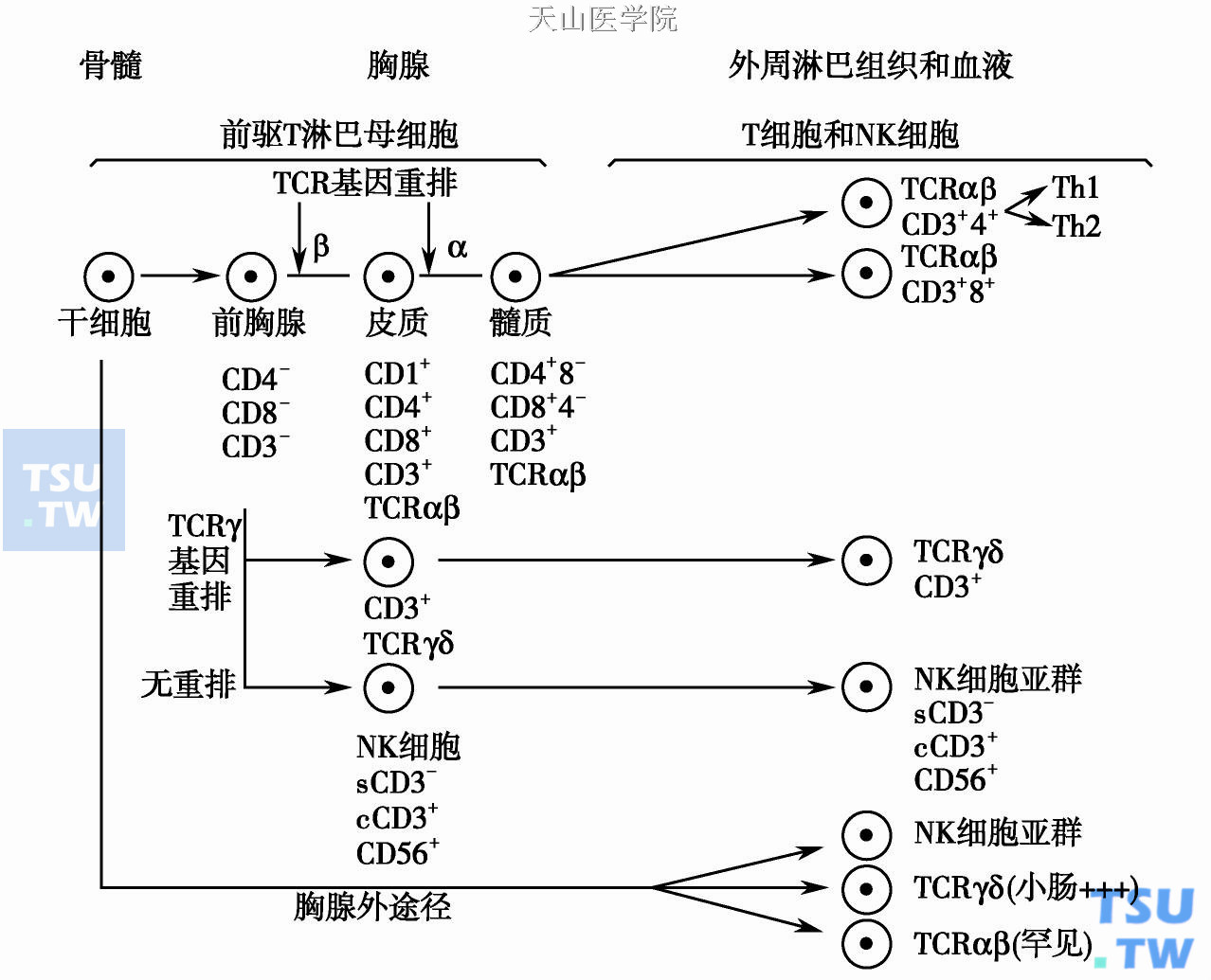 T淋巴细胞分化过程及相关淋巴瘤