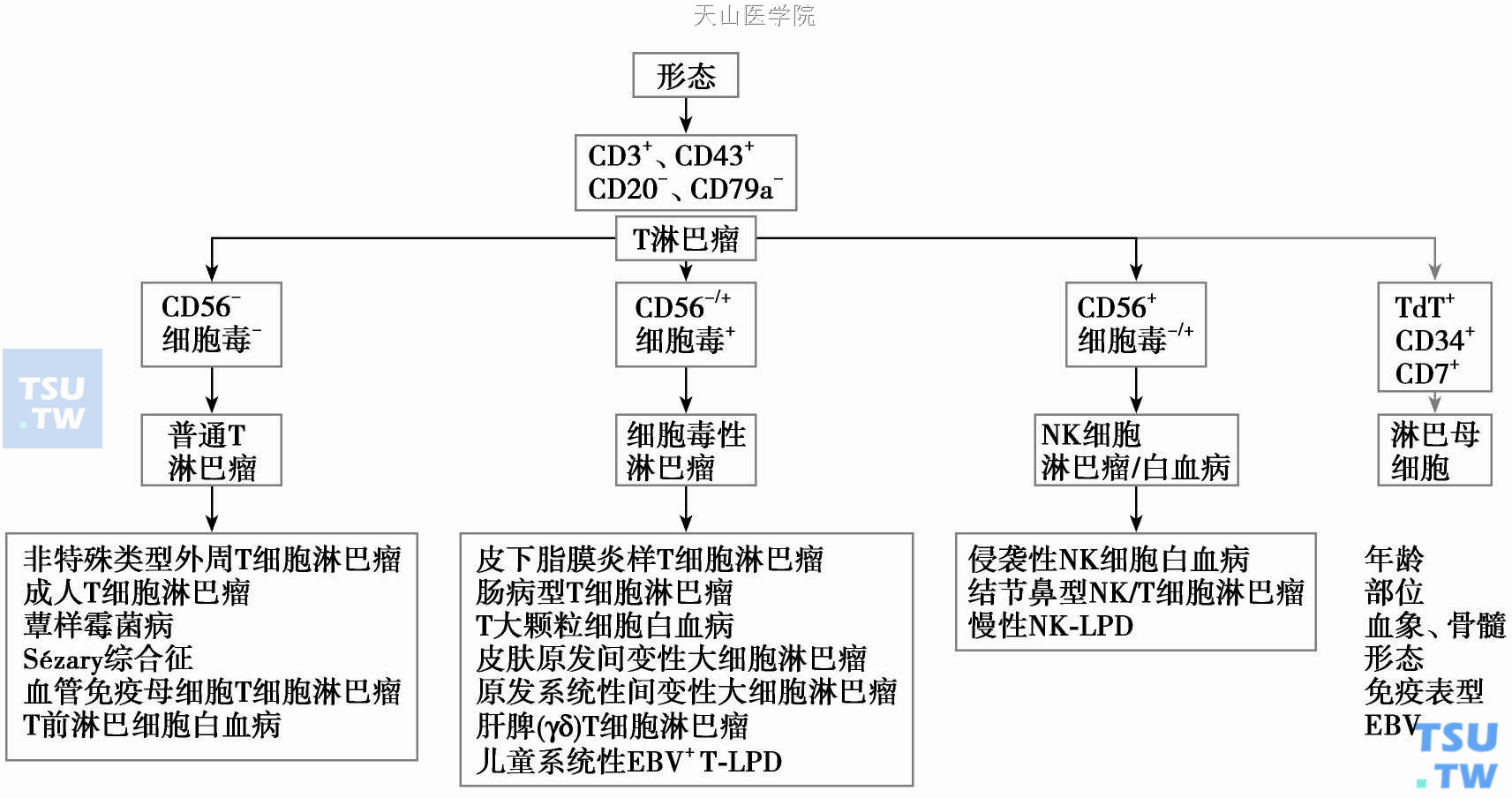  T、NK细胞淋巴瘤诊断程序