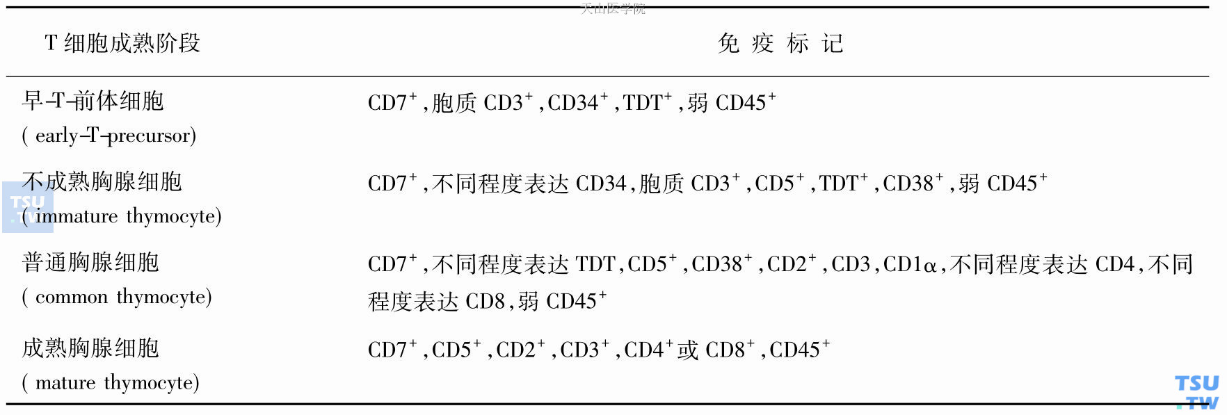 胸腺内不同成熟阶段T细胞免疫表型