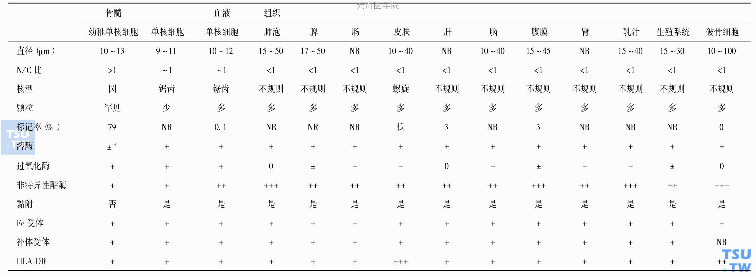 单核细胞和巨噬细胞的形态特征