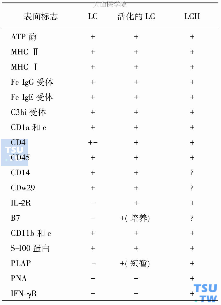 LC、活化的LC及LCH细胞的表面标志