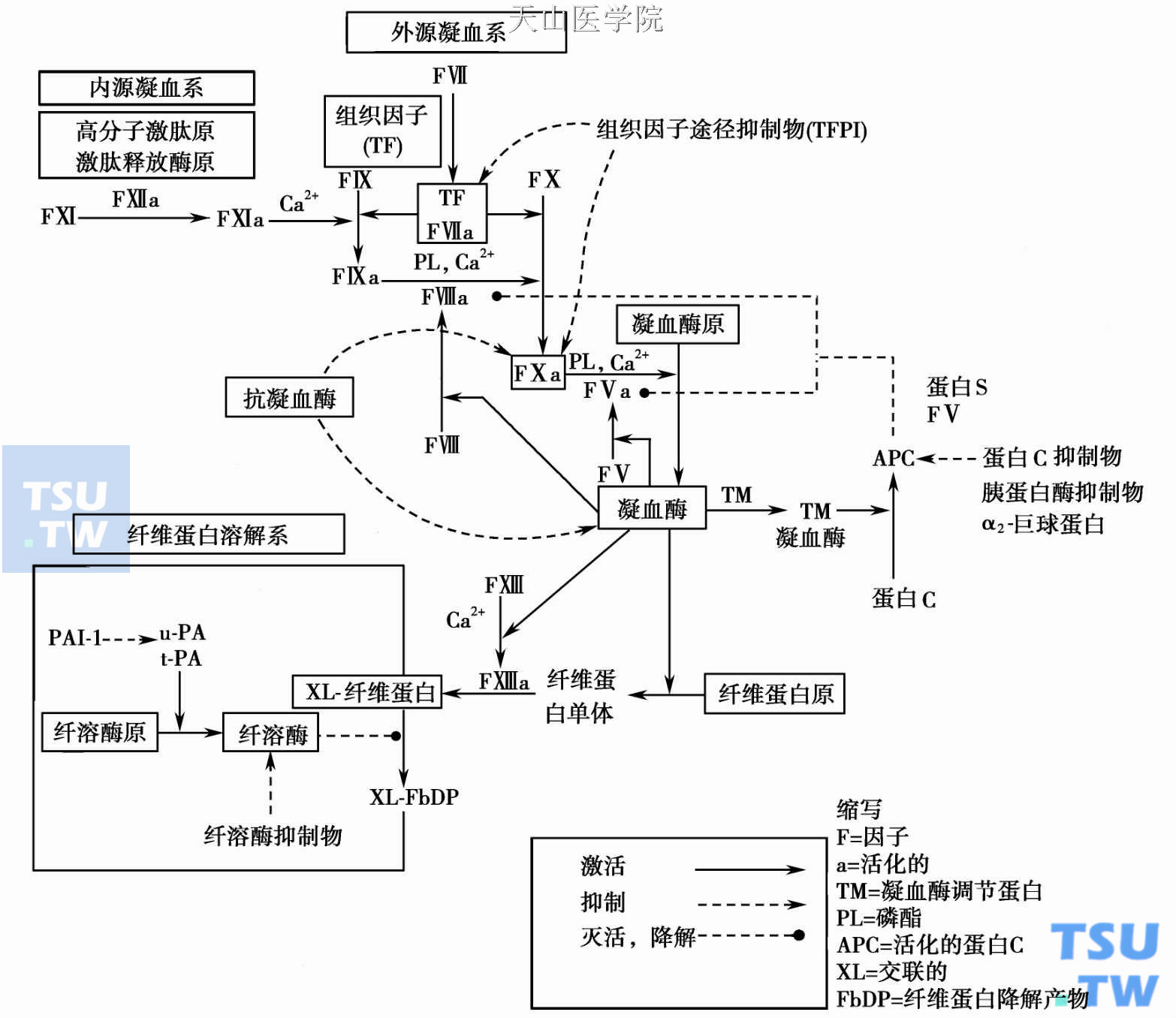  凝血瀑布反应的启动及调节