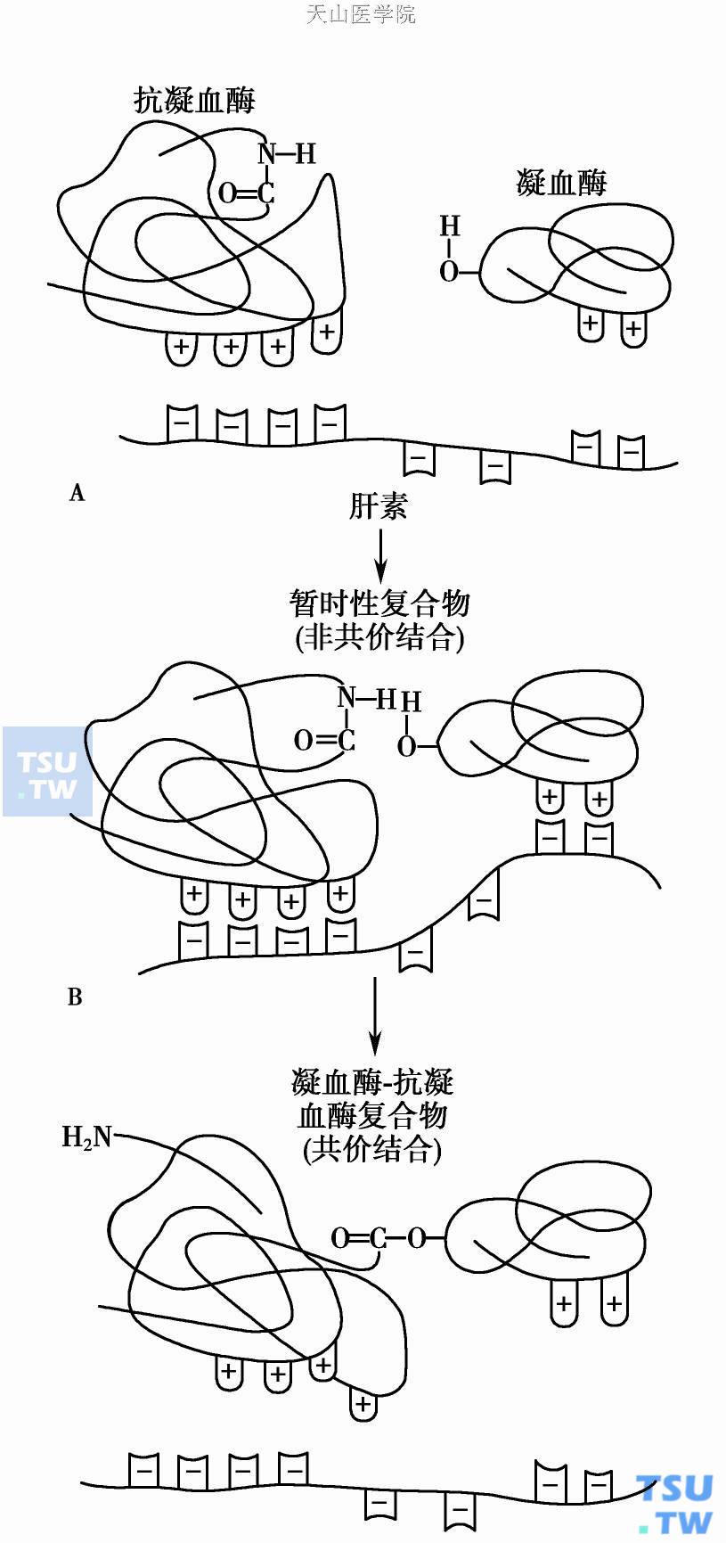  肝素- ATⅢ的作用机制