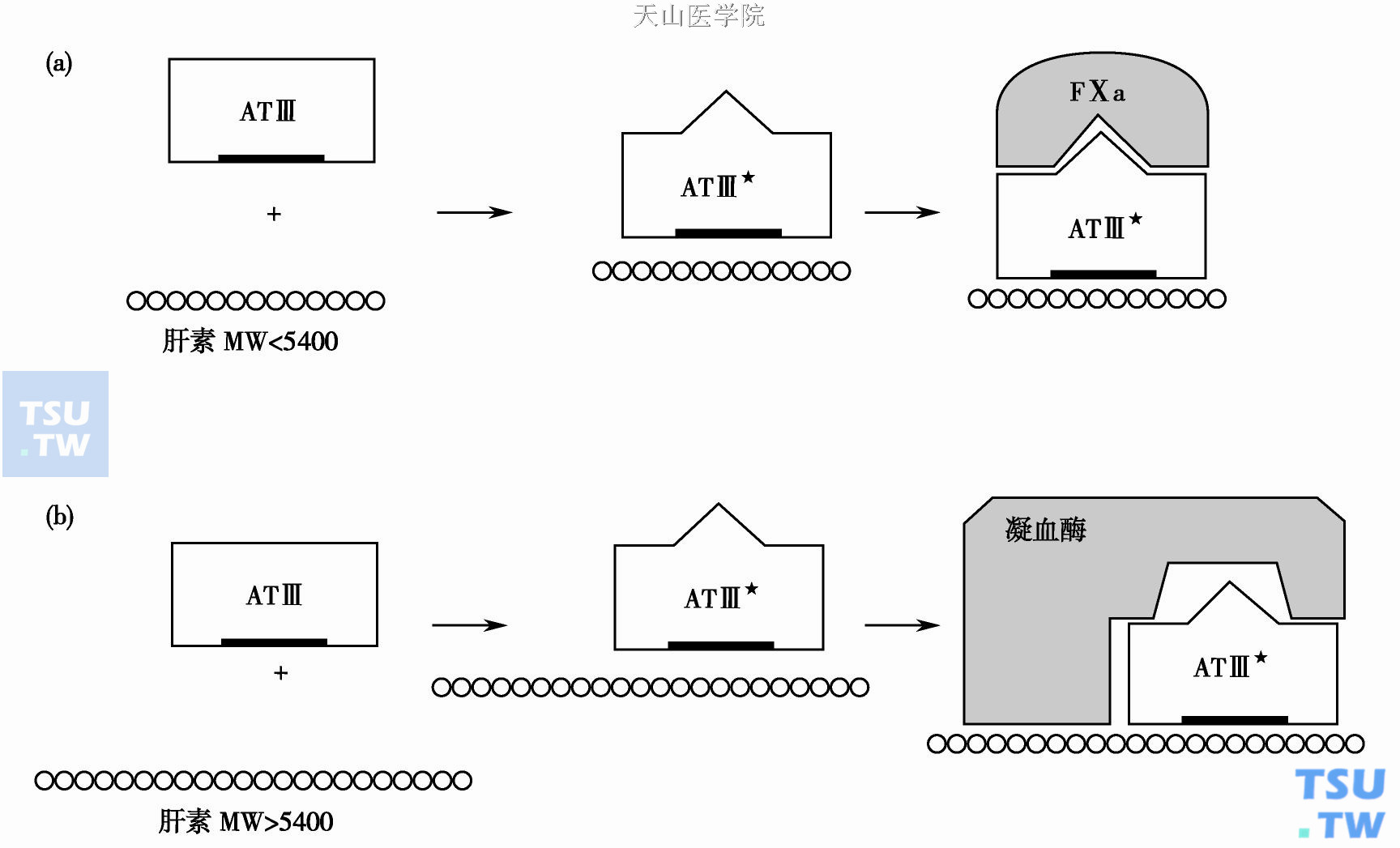  肝素- ATⅢ复合物对FⅡa或FⅩa的灭活作用