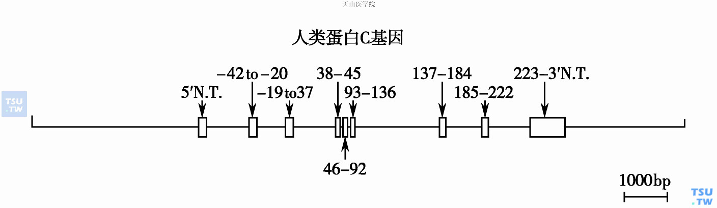  人类蛋白C基因；方框代表外显子部位及大小