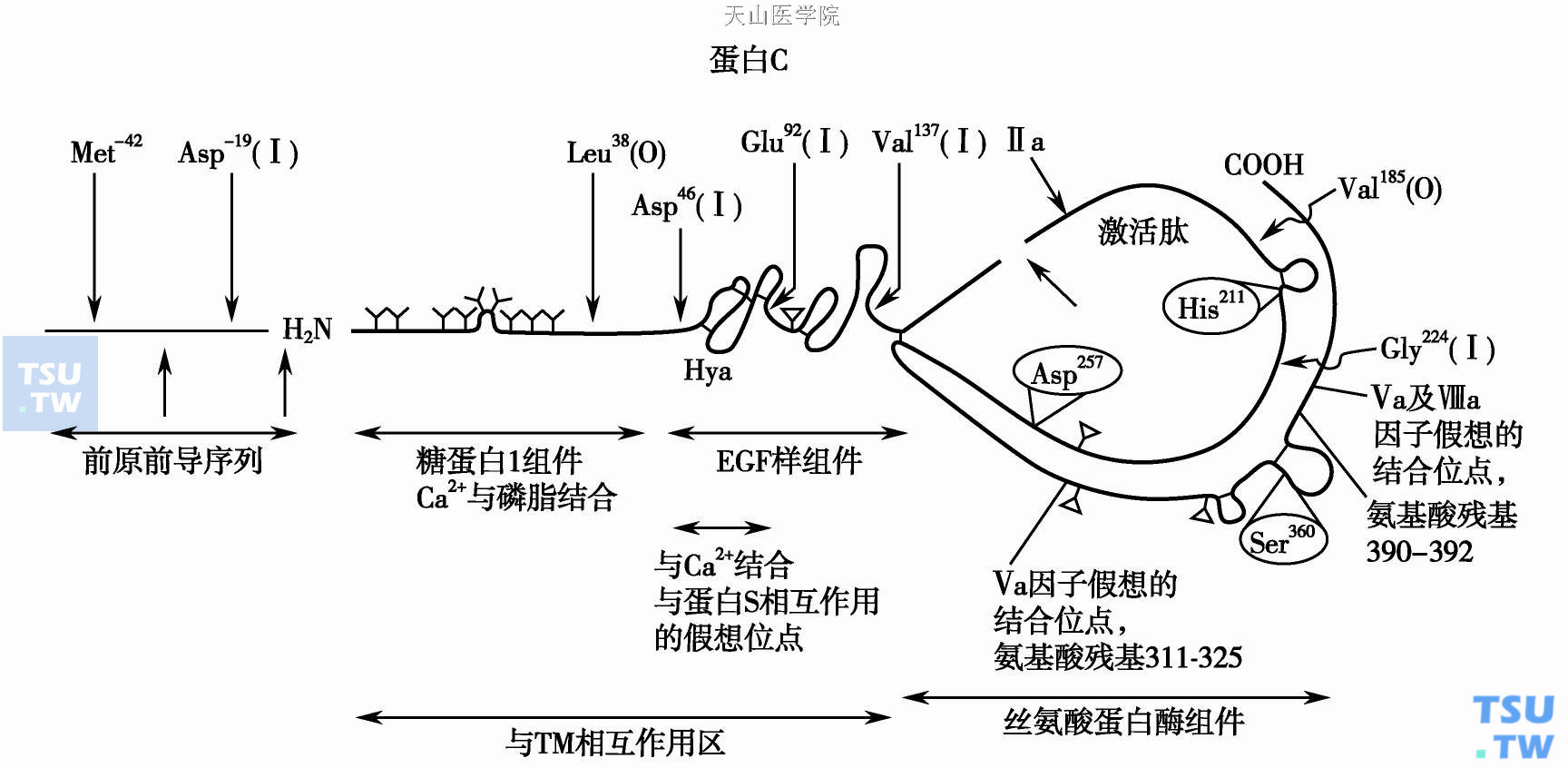  蛋白C的分子结构